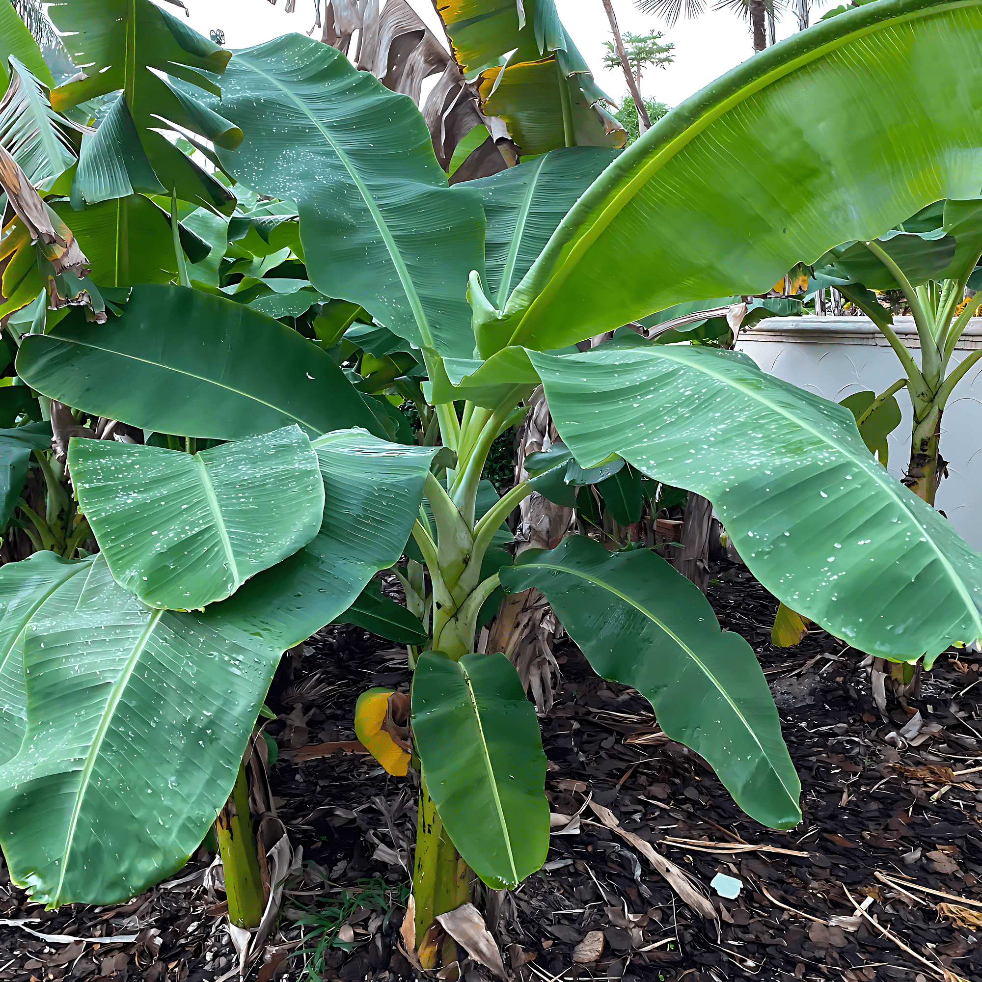 Banana Plant Live Plants, Tropical Green Foliage for Patio, Garden, or Indoor Spaces