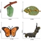 thumbnail image 5 of Modelo De Ciclo De Crecimiento, Modelo De Ciclo De Vida Realista, Modelos De Animales, Juguetes De Imaginación Infantil, Herramienta De Enseñanza Y Aprendizaje Monstrate FN007105-02, 5 of 6