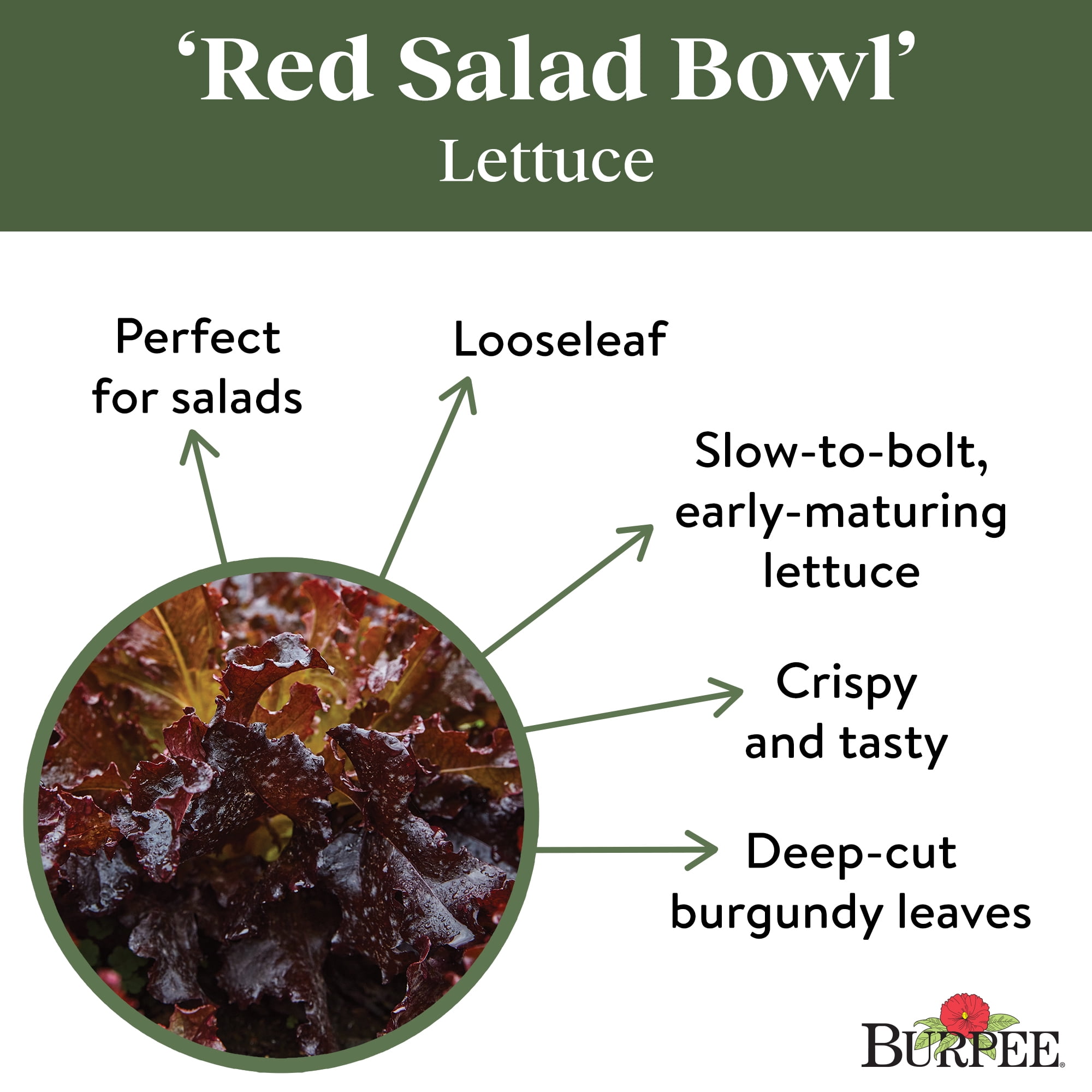 Burpee Red Salad Bowl Lettuce Vegetable Seed, 1-Pack