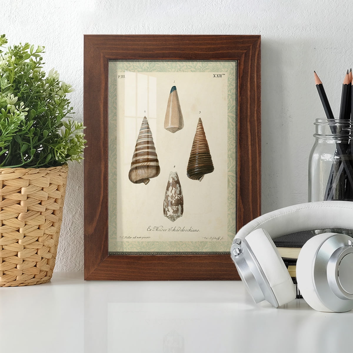 Bookplate Shells VI - Framed Print w/glass - Chestnut
