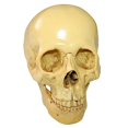 thumbnail image 2 of Simulación de Cráneo 1:1 Réplica Modelo de Cabeza Gótico Sunnimix Cabeza de Calavera de Resina, 2 of 8