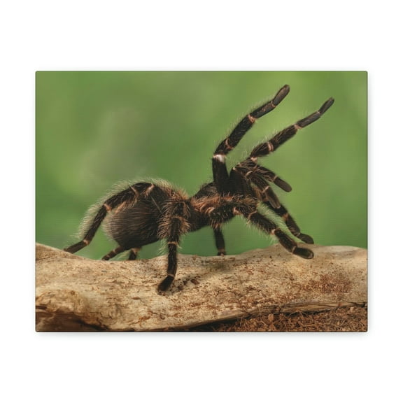 Majestic Tarantula Art Majestic Tarantula Print Animal Wall Art Wildlife Canvas Prints Wall Art Ready to Hang Unframed