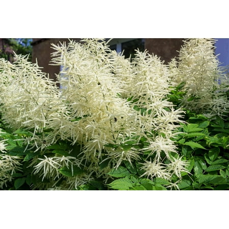 50 WHITE GOATS BEARD (like Astilbe) Aruncus Dioicus Flower Seeds