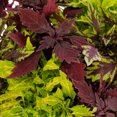 thumbnail image 3 of Expert Gardener 1.5gal Multicolor Coleus Live Annual Plant Hanging Basket Shade, 3 of 6