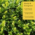 thumbnail image 3 of 2 Highlander Boxwood – Fast-Growing Upright Evergreen Shrub for Privacy Hedges, Screens & Borders (Buxus sempervirens ‘Highlander’) in 3.5″ Cubes, Live Plants, 3 of 9