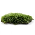 thumbnail image 1 of Moss Micro-landscape Plants Special White Hair Moss, 1 of 3