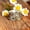 Gold, variant on 1 Rotating Daisy Ring For Women's Decompression Ring