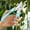 Blue A, variant on Up to 60% off Gifts Nsxcdh Bypass Garden Pruning Shears Stainless Steel Blade Handheld Clippers Sharp Plant Trimming Tool for Garden Maintenance and Pruning Gift