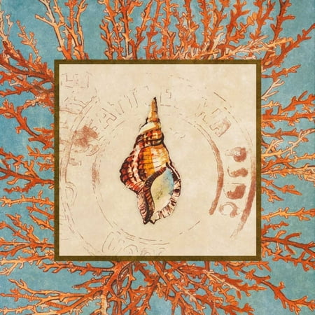 24 Coral Shell - Coral Medley Shell IV Stretched Canvas - Lanie Loreth (24 x 24)