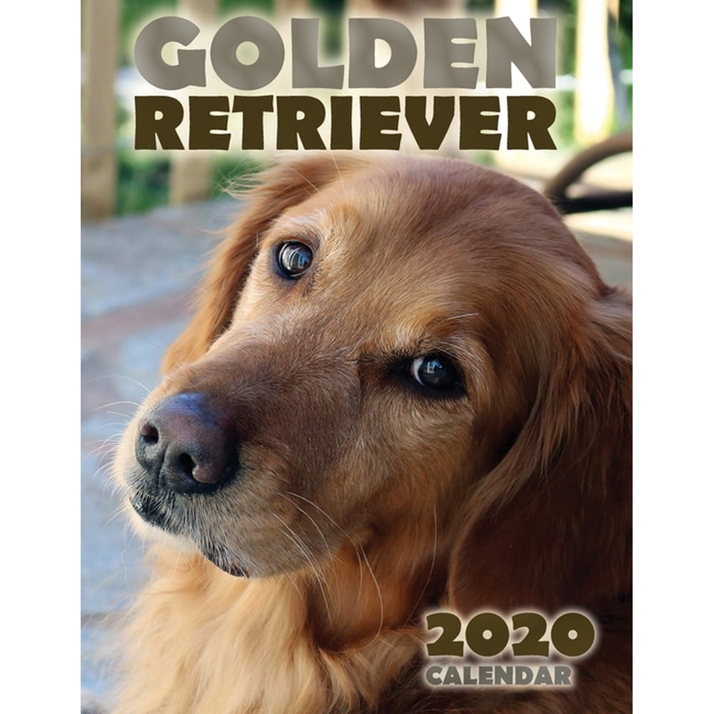 Golden Retriever 2020 Calendar Paperback Walmart Walmart