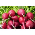 thumbnail image 4 of HJADGG 350 Lady Slipper Radish Seeds – Raphanus Sativus Long Red Pink Radish French Breakfast & Red Daikon Style Heirloom Vegetable Seeds for Planting Grow at Home Garden, 4 of 4