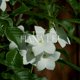 thumbnail image 3 of Difusor de aromas Antica Farmacista Hana Lei 500 ml, 3 of 7