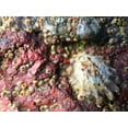 thumbnail image 2 of Grayscale 24x19 White Modern Wood Framed Museum Art Print Titled - Mussels and Shells I, 2 of 4