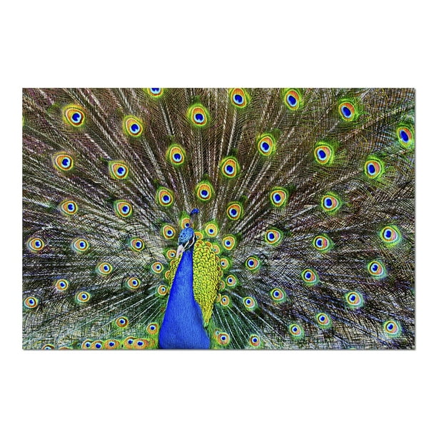 Peacock (20x30 Premium 1000 Piece Jigsaw Puzzle, Made in USA
