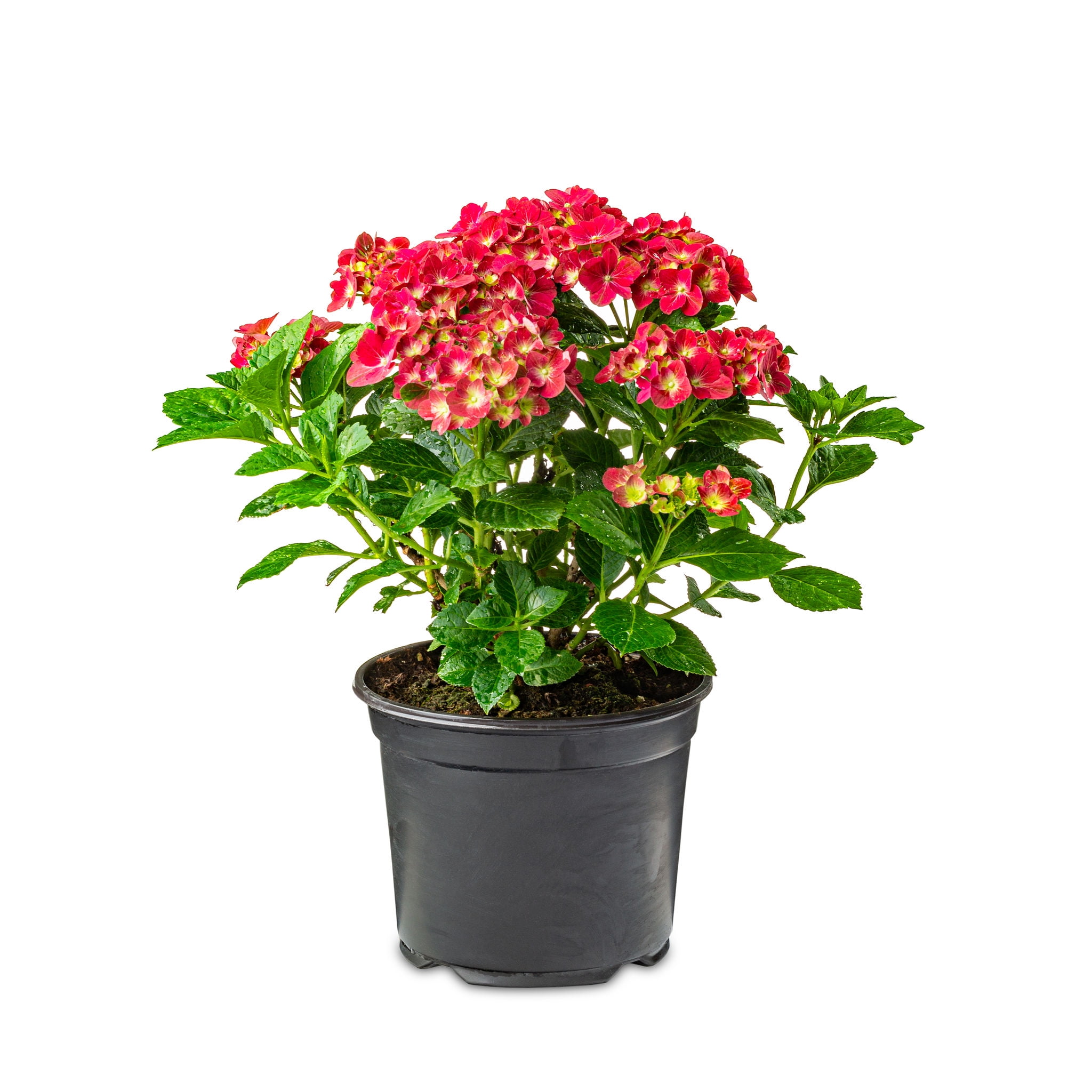 Expert Gardener 2.5QT Filtered Sun Flowering Hydrangea Shrub