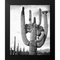 thumbnail image 2 of Adams, Ansel 20x24 Black Modern Framed Museum Art Print Titled - View of cactus and surrounding area Saguaros, Saguaro National Monument, Arizona, ca. 1941-1942, 2 of 5