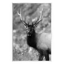 Stupell Industries Grey Elk Photography Animals & Insects Photography Unframed Art Print Wall Art, 10 x 15