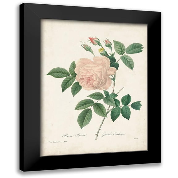 Redoute, Pierre 12x14 Black Modern Framed Museum Art Print Titled - Vintage Redoute Roses II