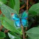 thumbnail image 4 of Juego de pegatinas de mariposa (160 piezas) Pegatinas de resina de mariposa de color transparente Suministros para álbumes de recortes con pegatinas naturales Estilo: Estilo 2;, 4 of 5