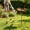 A, variant on ZZkhGO 2-in-1 Bird Bath Feeder, Sturdy Metal Ground Stake Birdbath with Removable Tray, Rust-Proof Garden Courtyard Bird Food Dispenser for Outdoor Decoration