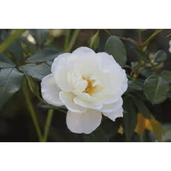 2 Victory White Camellia in 4 inch pot *Cold and Heat Sensitive* Cannot Ship Out of the USA