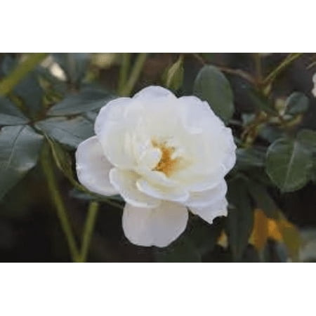2 Victory White Camellia in 4 inch pot *Cold and Heat Sensitive* Cannot Ship Out of the USA