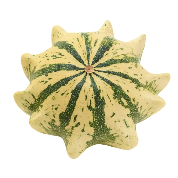 Crown of Thorns Shenot Gourd Seeds - 1 Lb Bulk ~3400 Seeds - Farm & Garden - Non-GMO, Open Pollinated Vegetable Gardening Seeds