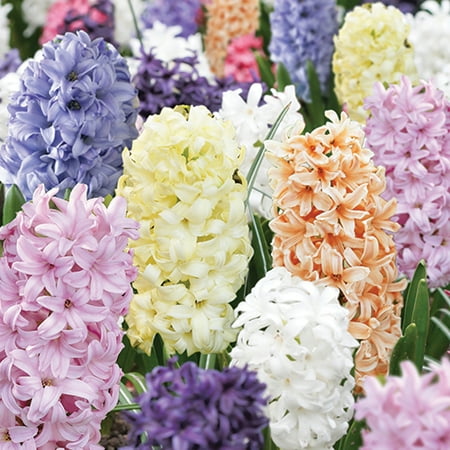 Hyacinth Pack - Hyacinth Pastel Mix, 6-Pack