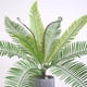 thumbnail image 3 of 3 piezas de hojas de Cycas artificiales, hojas de Cycas falsas de árbol Cycas perfecl Manojo de hojas artificiales de Cycas, 3 of 8