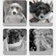 thumbnail image 4 of Albornoz de Secado Rápido para Perros - Super Absorbente, Lazo Ajustable, Terciopelo Coral, para Perros Gatos, Toalla de Baño Poncho, 4 of 7