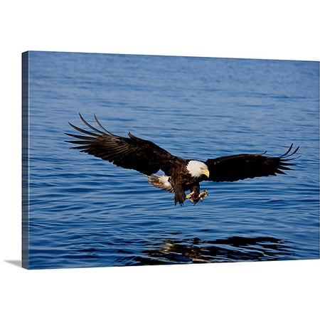 Great BIG Canvas Premium Thick-Wrap Canvas entitled A bald eagle swoops in with talons extended to catch a fish in Southeast, (Best Place To See Eagles In Alaska)
