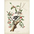 thumbnail image 2 of Audubon, John James 12x14 White Modern Wood Framed Museum Art Print Titled - Pl. 112 Downy Woodpecker, 2 of 4