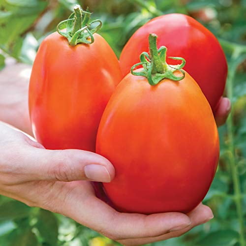 Burpee Exclusive SuperSauce Hybrid Large Red Sauce & Paste Tomato 25 Seeds 