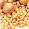 thumbnail image 2 of Direct Gardening Ebenezer Yellow Onion Sets Dormant Bare Root Starter Bulbs - 80 per pack, 2 of 4
