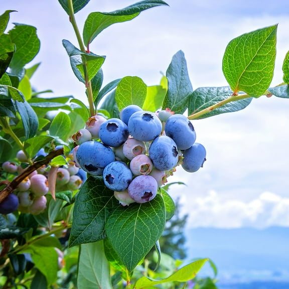 Expert Gardener 3-4 ft. tall DeSoto Rabbiteye Blueberry Live Shrub in 7-Gallon Grower Pot