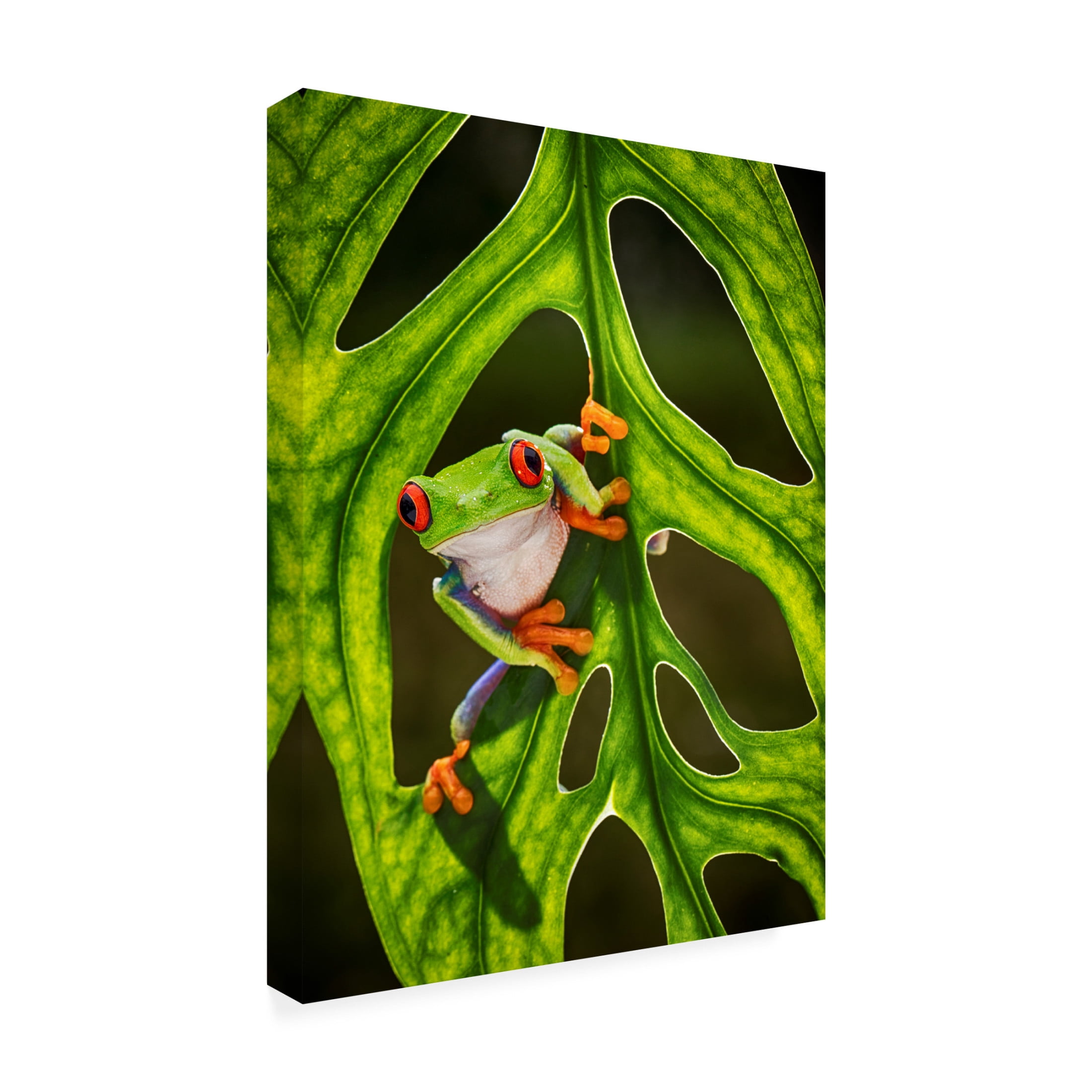 Trademark Fine Art Angela Muliani Hartojo Good Morning Canvas Wall Art