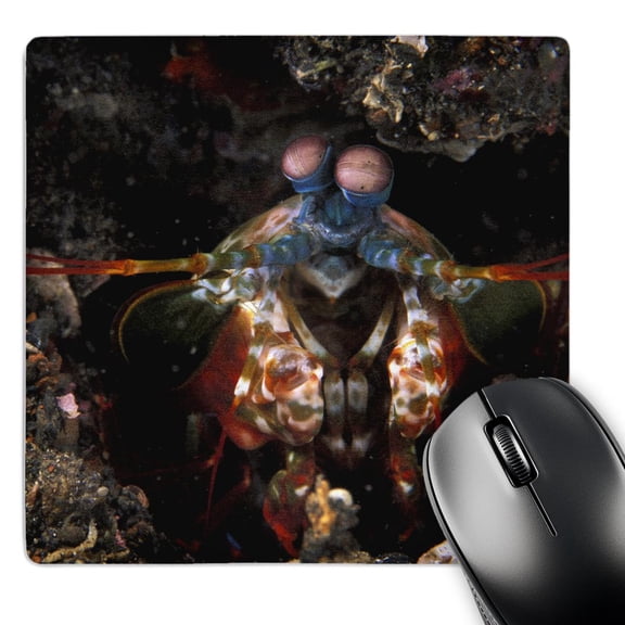 3dRose, Indonesia. Green Mantis Shrimp, crustacean-AS11 MWE0264 - Michele Westmorland, MousePad