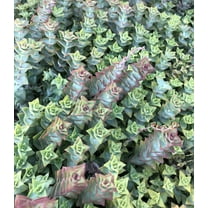 15 cuttings Crassula Perforata Variegata Succulent Live plants Cactus Kids gift flower garden