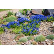 15 Blue STEMLESS GENTIAN Gentiana Acaulis Kochiana Flower Seeds