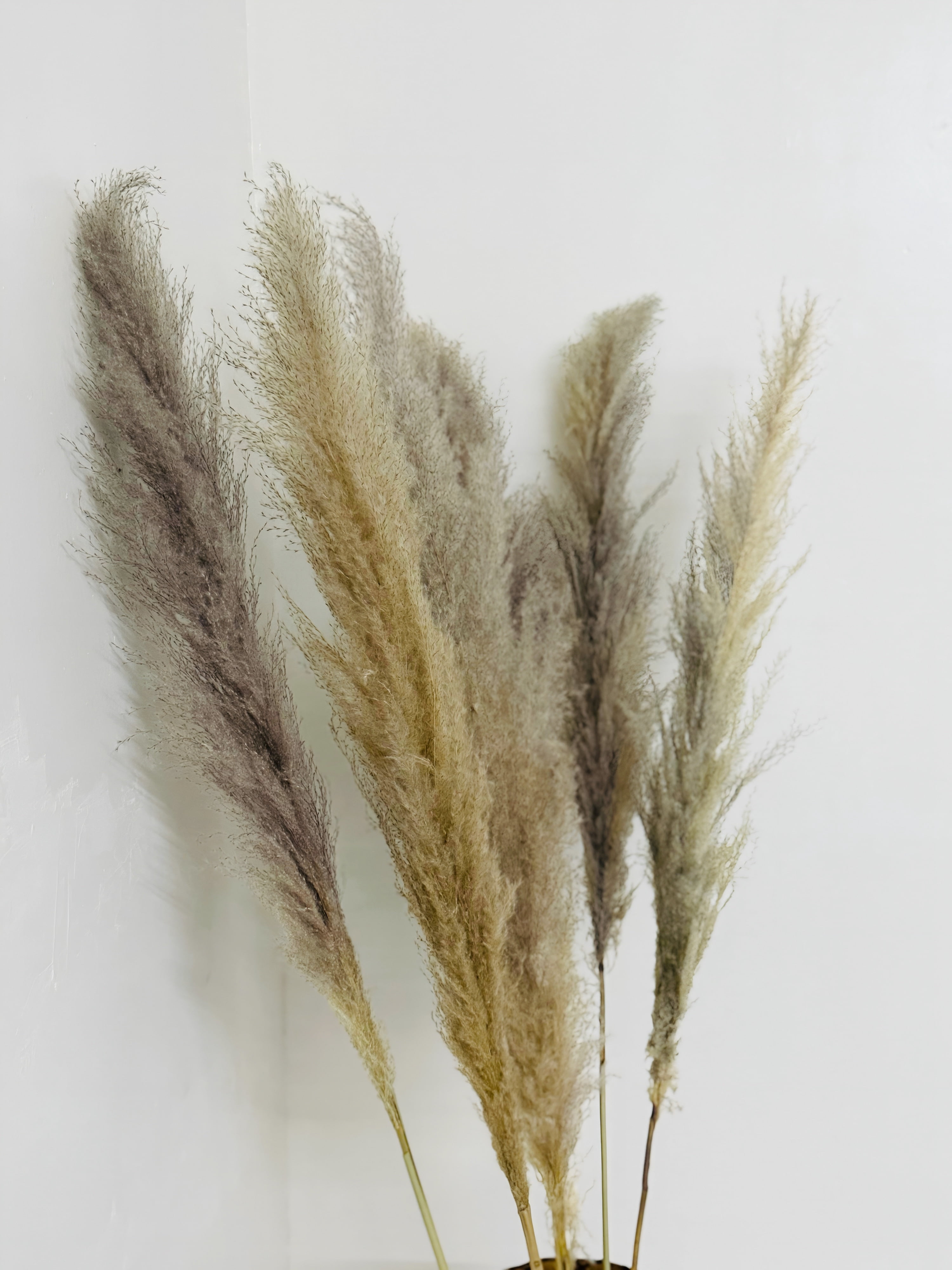 CalCastle Craft 48" Jumbo Pure-White Pampas Reeds 3 Pieces Fluffy Natural Dry Preserved Pampas Reed Stems