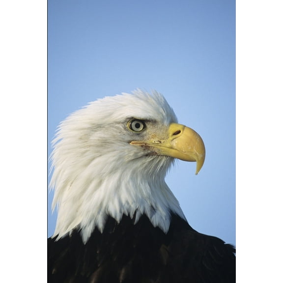 Uncle Cutch (Paperback)