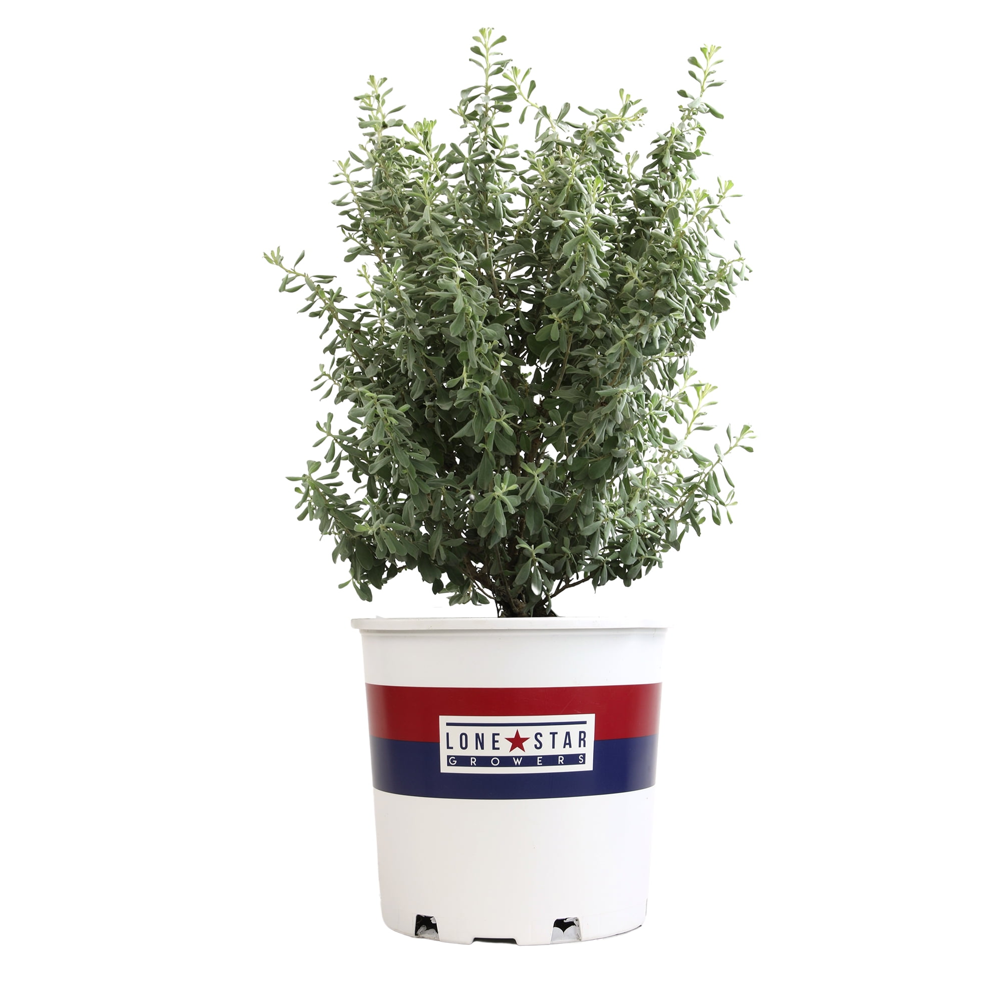 Lone Star Growers Silverado Sage (Leucophyllum), Outdoor Perennial Live Plant, 8 qt Pot, Full Sun