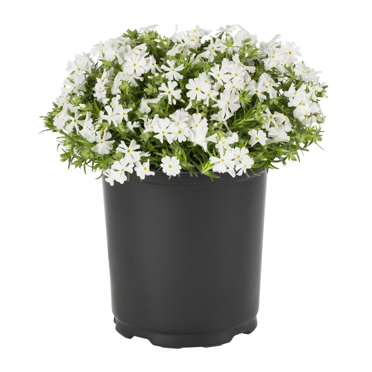 Expert Gardener 2QT White Phlox Subulata Live Perennial Plant Sun 3-Pack
