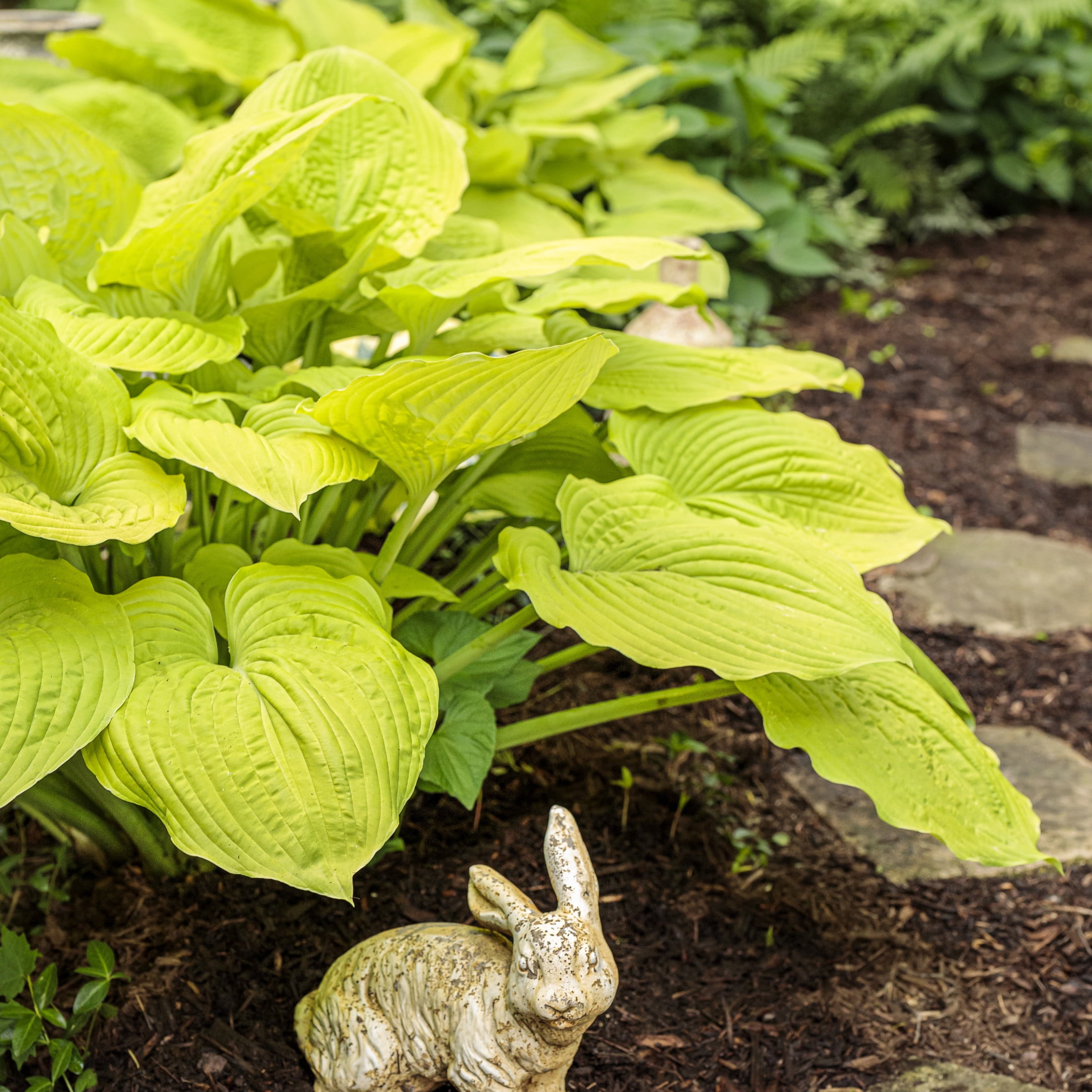 Proven Winners 6" Yellow Shadowland 'Coast to Coast' Hosta Live Plant in 6.5" Pot