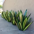 thumbnail image 3 of Sculpture en Métal Multicolore Tequila Cactus pour Jardin Rouge 35cm, 3 of 13