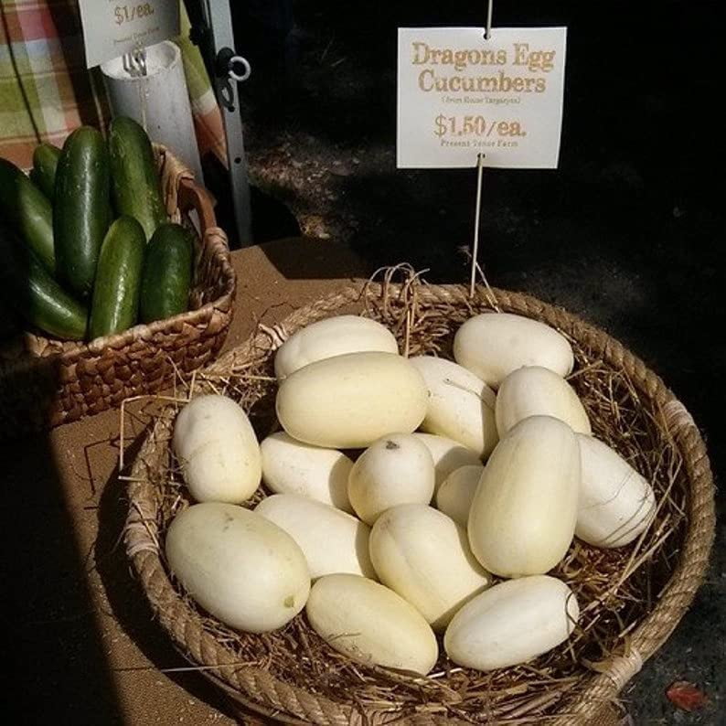 Dragon Eggs Seeds for Planting - 20 Seeds - White Cucumber Seeds