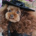 thumbnail image 3 of Capa, peluca y sombrero de poliéster para gatos y perros pequeños, color negro, talla L, disfraz para Halloween y Navidad para mascotas, 3 of 8