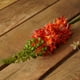 Northlight 37" Tige Florale Décorative en Queue de Renard Artificielle Orange et Rouge – image 2 sur 3
