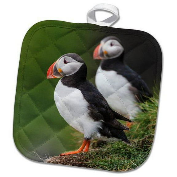 3dRose, Europe, Iceland, Westfjords. A group of Atlantic puffins on hillside., 8x8 Potholder