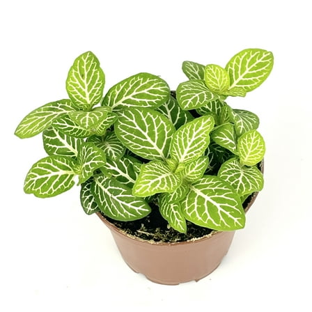 Jolly Lemon Yellow and Green Nerve Plant Fittonia Live Plants in 2.5" Pot, Air Purifying, Ideal for Terrariums